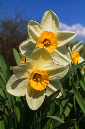 Beautiful spring flowers daffodils on a background of blue sky verticalの写真素材