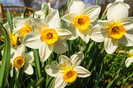 Close-up of a Field of White Daffodils outdoorsの写真素材