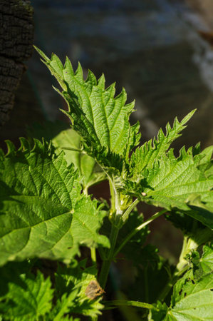 Urtica dioica, often called common nettle or stinging nettle