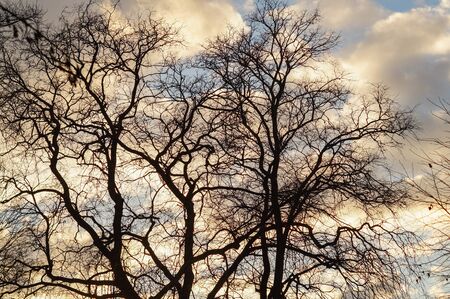 lonely tree silhouette on the background of sunset cloud skyの写真素材