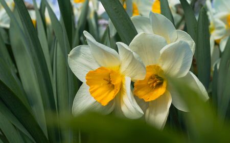 Flower fields of white narcissus Spring country landscape backgroundの写真素材