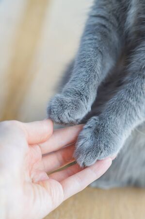 Gray cats paw and human hand The concept of friendship of a man with a pet, caring for animals.の写真素材
