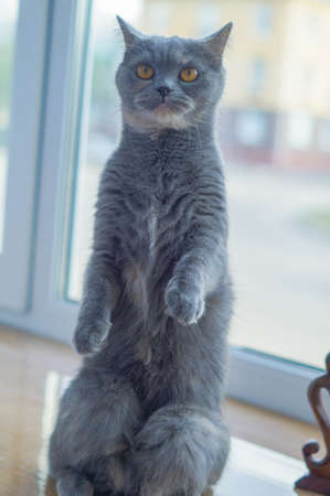 angry aggressive gray scottish cat stands on its hind legsの写真素材