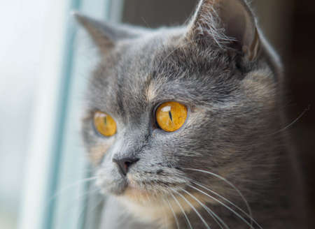head of cute scotish gray cat and looking to sideの写真素材