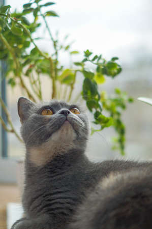 gray Scottish cat lies on the windowsill under a flowerの写真素材