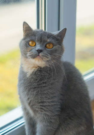 gray scottish cat sits on the windowsillの写真素材