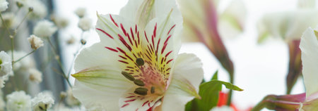 Alstroemeria and gypsophila white background light bannerの写真素材