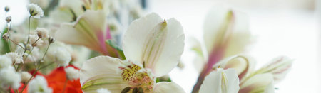 Alstroemeria and gypsophila white background light bannerの写真素材