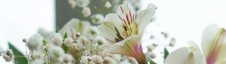 Alstroemeria and gypsophila white background light banner