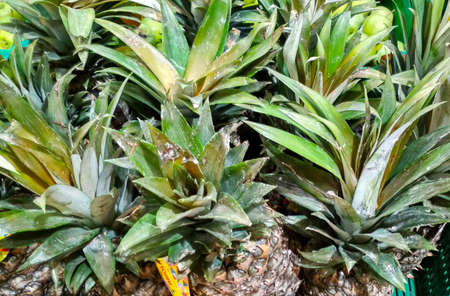group of green tails of pineapple close-up backgroundの写真素材