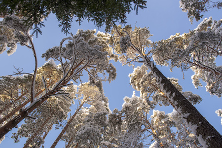 Bottom of the sky in winter pine forestの写真素材
