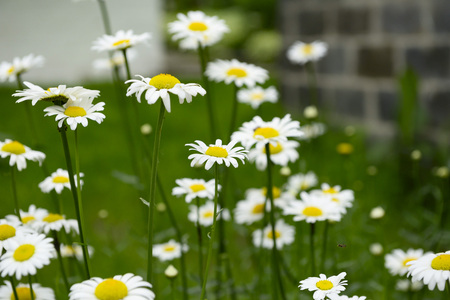white daisies grow on green grass on a beetle flowerの写真素材
