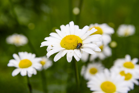 white daisies grow on green grass on a beetle flowerの写真素材