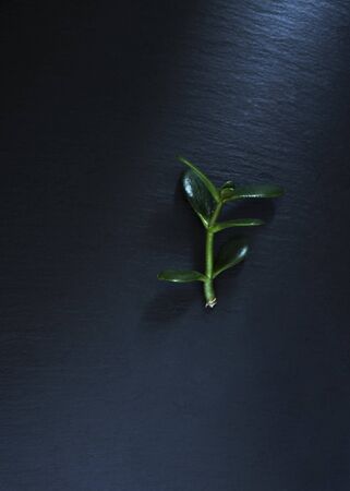 single green young sprout Money Tree or Zamioculcas on black background vertical frame studio shotの写真素材