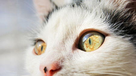 cat's big yellow eyesの写真素材