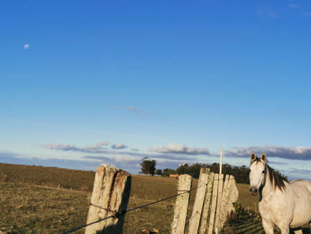 White horse grazing in a field with a blue sky in the backgroundの写真素材