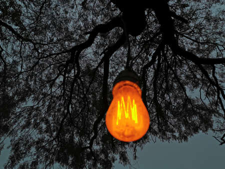 Luminous light bulb on the background of a dark tree.の写真素材