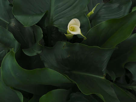 Beautiful calla lily flower on dark background, top viewの写真素材