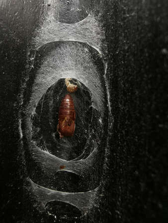 A closeup shot of a worm inside a hole in a wallの写真素材