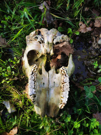 Skull of a wild animal on the ground in the forest.の写真素材