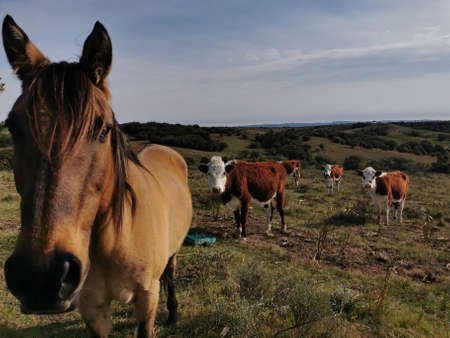 Horses grazing in the fields of the island of Sardinia.の写真素材