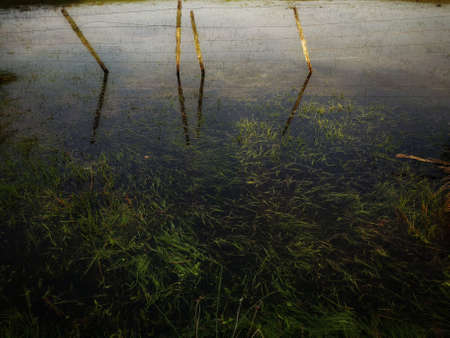 Reflection of trees on the surface of a pond with green grassの写真素材
