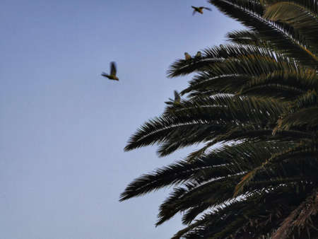 Palm tree with birds flying in the blue sky. High quality photoの写真素材
