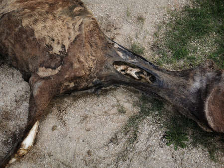 A closeup shot of a dead horse head lying on the groundの写真素材