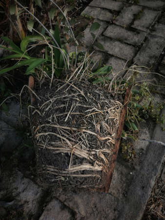 A closeup shot of the roots of a plant in a potの写真素材