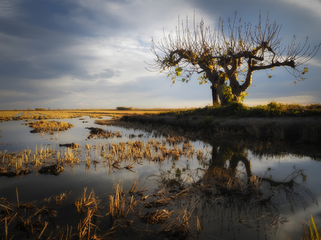 EBRE DELTA; rice fields landscapeの写真素材