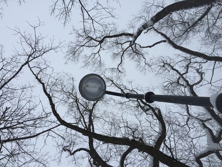 Dry tree branches against grey winter sky Dry tree branches on sky background.の写真素材