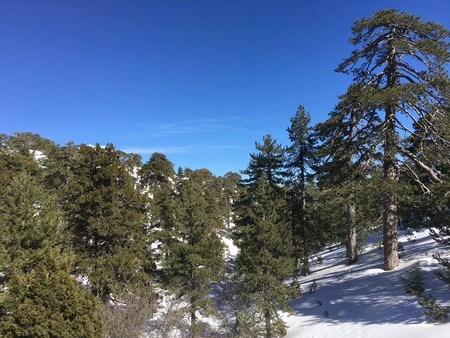 Sunshining in a winter forest. Beautiful big tall green mountain pines on blue sky background.の写真素材
