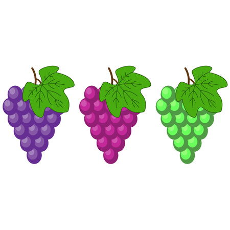 Red, Pink Muscatel and white table grapes, wine grapes. Fresh fruit, flat cartoon vector icon set. Cluster of grapes red and white vector set for design. Bunch of grapes ripe, juicyのイラスト素材