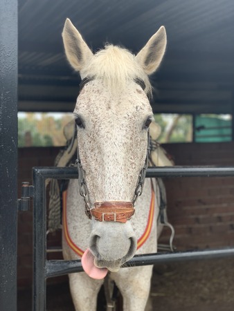 A portrait of a horse standing in the stableの写真素材