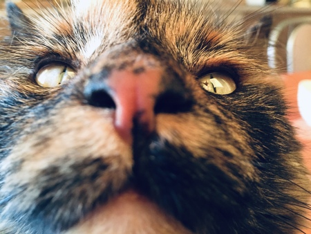 Cats nose closeup. Cat looking up. Portraitの写真素材