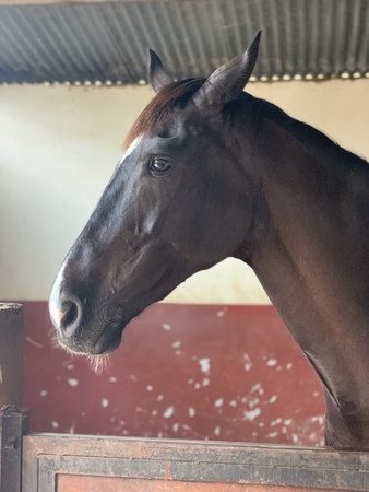 A horse with beautiful eyes standing in the stable. portraitの写真素材