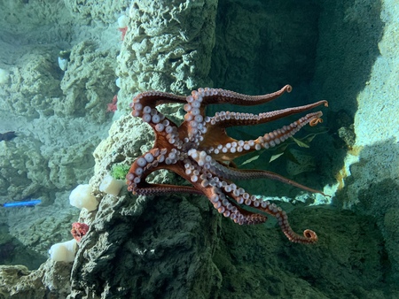Common octopus in large sea water aquarium photoの写真素材