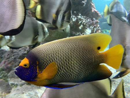 Wonderful and beautiful underwater world with corals and tropical fish.の写真素材