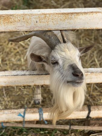 A curious goat with large horns peeping out of the penの写真素材