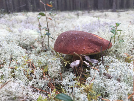 white fungus growing in a forest in the moss