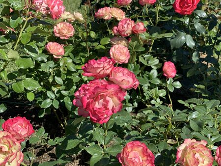 Red rose flower blooming in roses garden on background red roses flowers.の写真素材