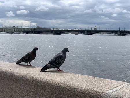 The pigeon is sitting on the parapet on the background of water. Close up. Bird on the bridge by the river.の写真素材