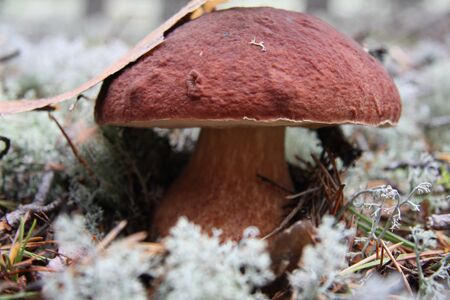 Boletus edulis edible mushroom in white mossの写真素材