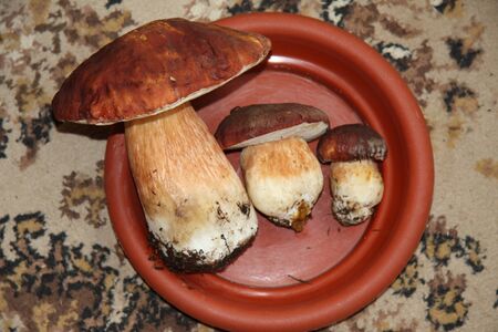 Boletus edulis edible mushroom on the plate on the tableの写真素材