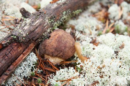 Boletus edulis edible mushroom in white mossの写真素材