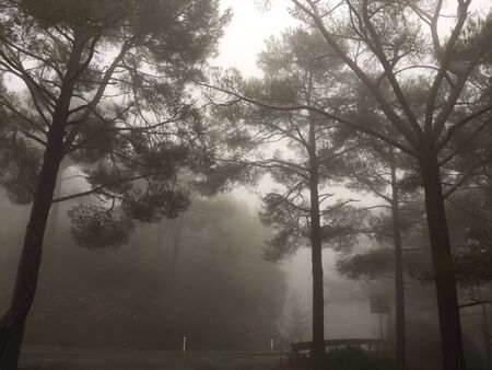Misty landscape with fir and pine forest in Cyprus mountains Troodosの写真素材