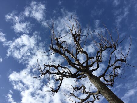 A tree without leaves against a blue sky inthe parkの写真素材