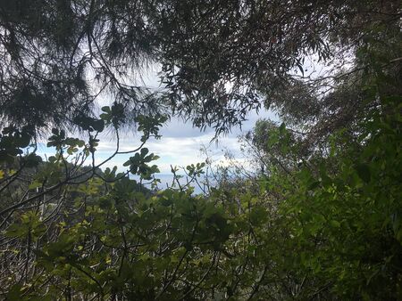 Green spring nature through the trees on mountain top in Troodos Cyprusの写真素材
