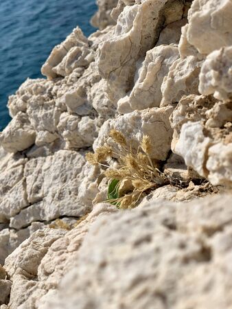 Rocks by the sea and plants at the beachの写真素材