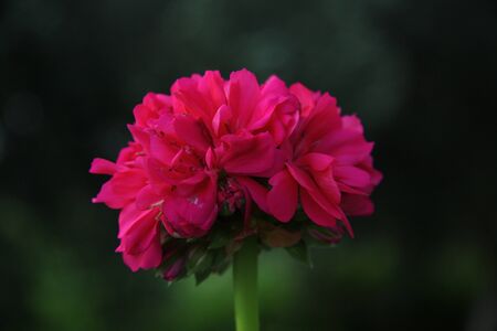 red flower of geranium on green backgroundの写真素材